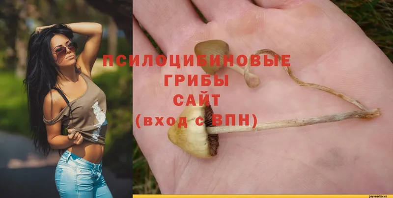 Псилоцибиновые грибы Psilocybine cubensis  Верхняя Салда 